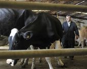 La mejores vacas se pagaron de media a 1.700 euros. 