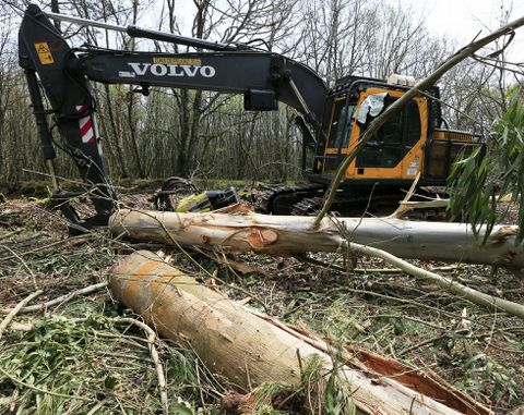 Un tronco de gran tama�o alcanz� al operario, que muri� pr�cticamente en el acto. 