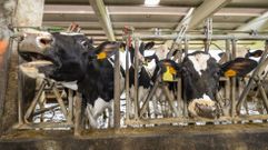 Una granja de vacas en el municipio de Vimianzo, en imagen de archivo