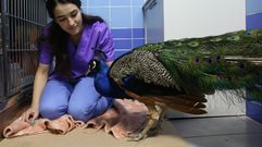 El pavo real durante su estancia en el hospital veterinario