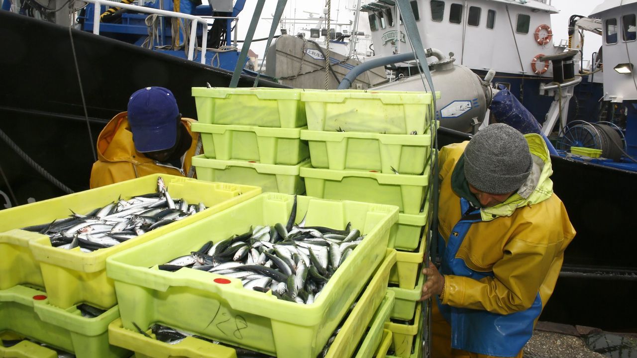 Reabre el bocarte para el cerco al sur de Fisterra y al norte también pueden pescarlo los «xeiteiros»