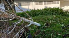 Estado en el que qued� el �rbol contra el que choc� el conductor que hu�a de la Polic�a Local de Sada