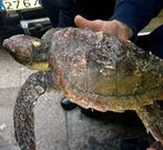 El ejemplar apareci� el pasado s�bado.