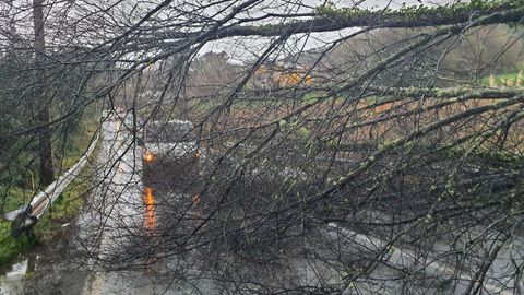Un �rbol se desplom� y atraves� de lado a lado la carretera DP-4802, que va de Pontedeume a Perbes