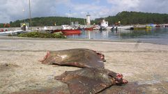 Ouxas capturadas en Carril, en la ra de Arousa, en una foto de archivo
