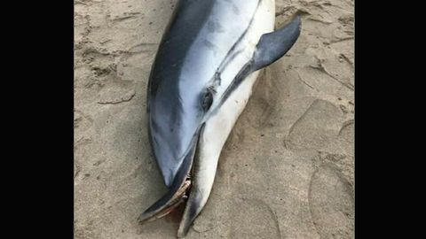 Delf�n listado aparecido uerto en Salinas