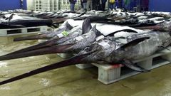 Barcos gallegos que capturan peces espada como estos ped�an el reparto de cuotas de palangreros de superficie que quedaban sin pescar