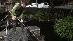 Desde el centro de Ximonde, en Vedra, se ocupan de hacer todas las repoblaciones del Ulla y sus afluentes