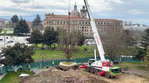 Trasplante del primero de los �rboles que ser� reubicado en el Parque dos Condes