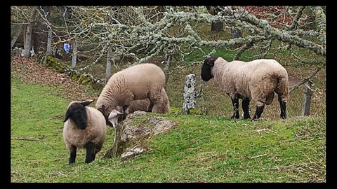 Las ovejas estaban en una finca cerrada, pero el lobo entr igualmente.