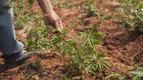 Imagen de archivo de un cultivo de marihuana