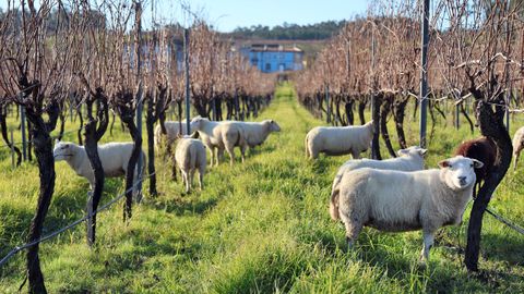 La bodega Granbaz�n tiene una iniciativa para mantener a raya la cubierta vegetal del vi�edo con ovejas.