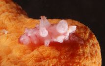 El gaster�podo ser� bautizado como �Simnia jacintoi� y estaba a unos 25 metros de profundidad. 