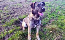 Reme, una cachorra de un a�o de edad, busca adopci�n
