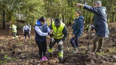 La plantacin de castaos tuvo lugar este martes en el parque forestal de A Tomba, en Campa
