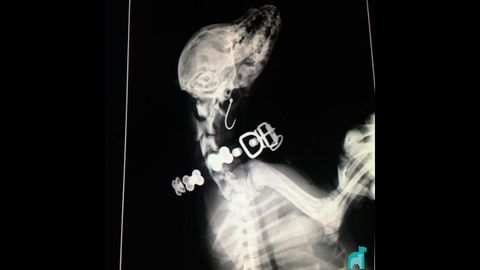 Radiograf�a de la perra que se trag� un anzuelo