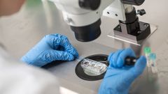 Imagen de archivo de una fecundaci�n 'in vitro'
