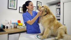 Mar�a del Mar Garay, en su consultorio de Cuatro Caminos con Sira, su golden retriever de 11 a�os