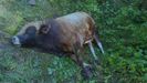 Una vaca muerta
