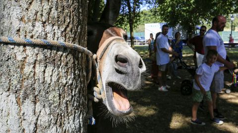 Un burro espera a la sombra que llegue su turno para correr en Escairn