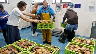 Descarga de la vieira fresca gallega en Cangas