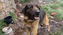 El perro, un cruce de mast�n con pastor alem�n, antes de ser adoptado en Fecha
