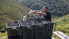 Casi el 90% de la uva vendimiaba hasta ahora es tinta