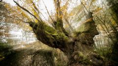 Fotograf�a ganadora de la edici�n del 2020