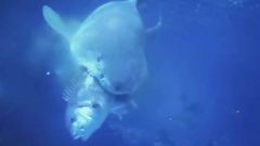 Gast�n ataca y devora un pargo de 9 kilos