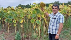 Jaime Gonz�lez subraya que el girasol es resistente y no lo ataca el jabal�