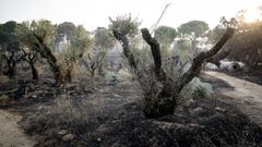 Efectos del incendio forestal de la sierra oeste de Madrid, en la finca La Granjilla, a 26 de julio de 2026, en Cadalso de los Vidrios, Madrid 