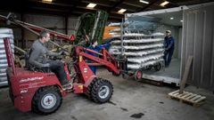 Dinamarca detect� una mutaci�n del covid-19 en visones y sacrificar� millones de estos animales