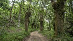 Un tramo del camino discurre por el Souto da Fonte do Val 