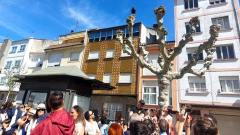 Un �guila posada en un �rbol durante una de las exhibiciones de cetrer�a en la plaza de San Antonio