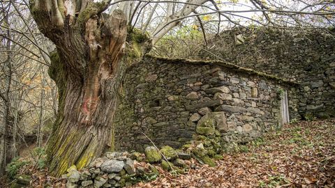 Un casta�o centenario junto a uno de los numerosos sequeiros de la aldea