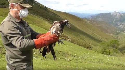 El alimoche que invern� en Asturias