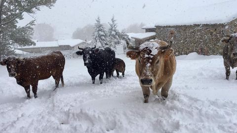 Vacas cubiertas de nieve