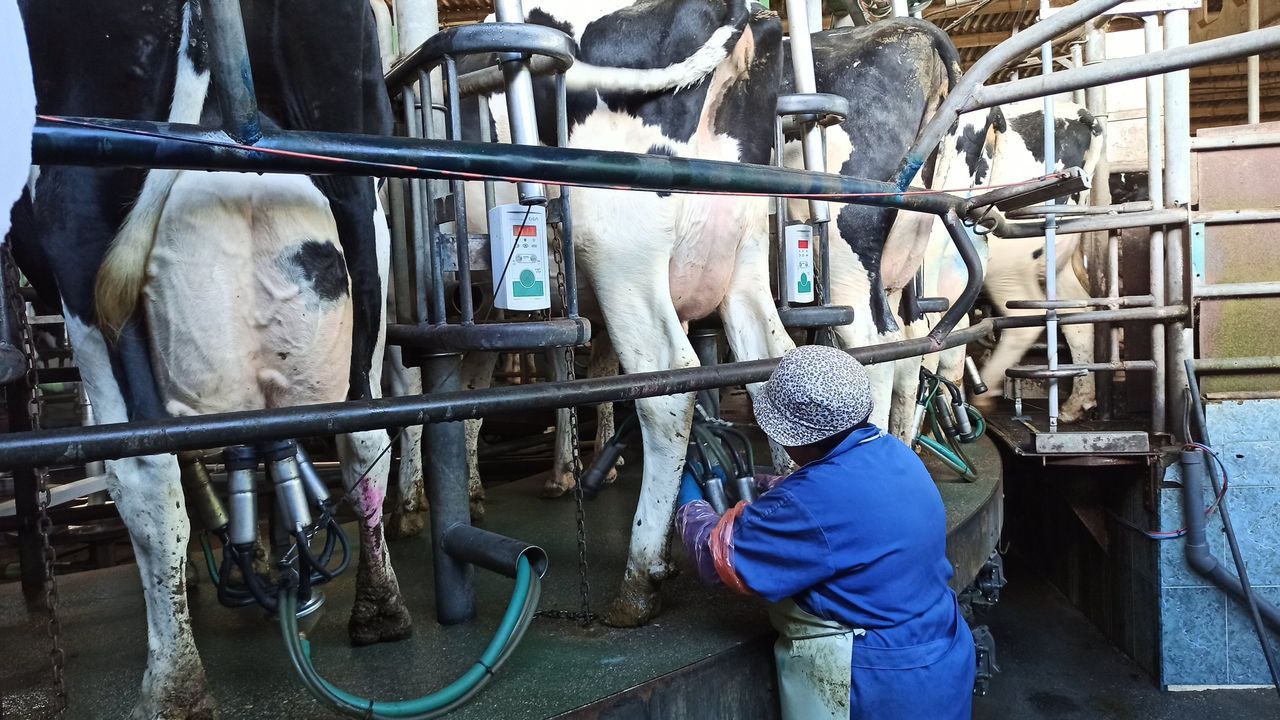 El precio de la leche gallega cayó más del doble que la media europea