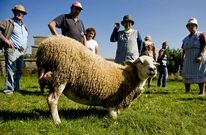 Vecinos de Canedo, en la parroquia de Val do Xestoso, observan la oveja atacada ayer. 