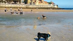 Perros en la playa de San Lorenzo, en el primer d�a tras el cierre de la temporada de ba�os