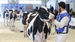 El ganado fris�n protagoniza en Moexmu un veterano concurso