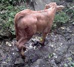 El veterinario examin� ayer al ternero herido en O Cadram�n.