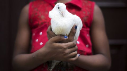 Una paloma utilizada en rituales de santera en Cuba