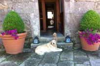 �Jimena� y �Suso� comparten a menudo estancia con otros perros que se alojan en Casa Grande de Bachao.