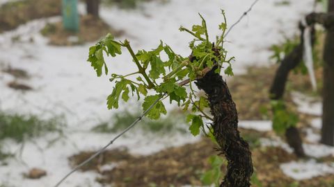 As� qued� el vi�edo tras la ca�da del granizo�el pasado lunes