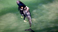 La playa, llena de cet�ceos