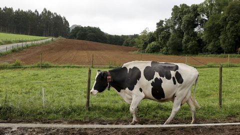 Una vaca frisona dotada con un collar para medir su bienestar avanza entre parcelas que combinan la hierba con otros cultivos
