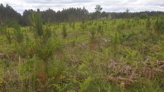 Zona de monte comunal  de Sambreixo (Guitiriz) tratada el a�o pasado contra la banda marr�n