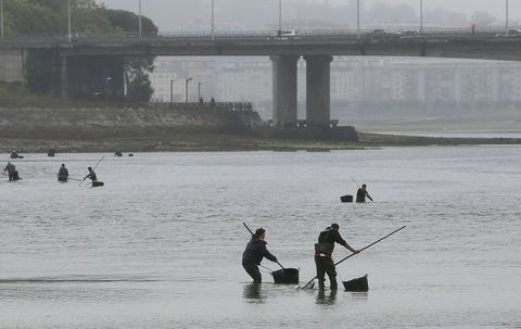Imagen de archivo de mariscadores de a pie en aguas de la ra coruea de O Burgo