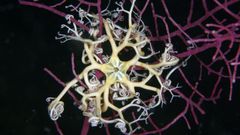 El ejemplar vivo de �Astrospartus mediterraneus�, un equinodermo�localizado en la r�a de Arousa